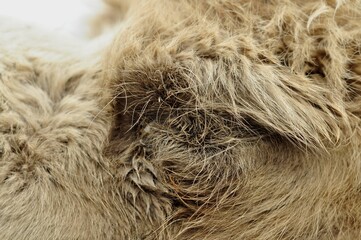 Animals - traditionally (since Aristotle) distinguished category of organisms, currently considered...