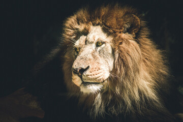 Portrait of lion Dark style image