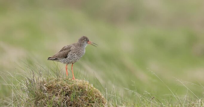 Common redshank vocalizing in Iceland