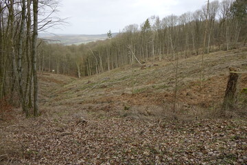 Clear-cut dead German mixed forest due to bark beetles and climate change on a winter day (horizontal), Bad Salzdetfurth, Lower Saxony, Germany