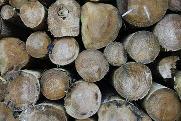 Close up of a stack of freshly cut logs covered in the German forest (horizontal), Bad Salzdetfurth, Lower Saxony, Germany