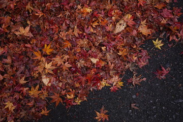 落ち葉　紅葉