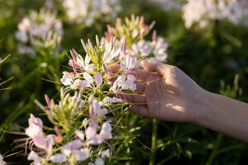 cleome sparkler white flowers in the field because of flowers beautiful full bloom grew on a farm in Thailand.