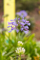 Flowers in Paranapiacaba