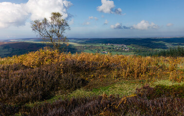 Obraz premium North York Moors with heather, cotton grass, and trees overlooking valley. Glaisdale, UK.