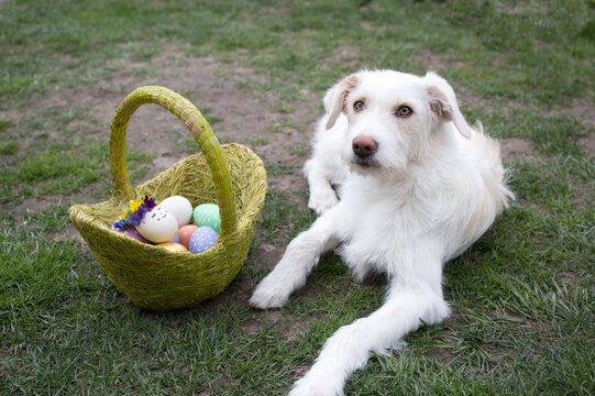 white dog lies on the green grass near a basket of colored eggs in the backyard. easter hunting concept. Easter fun