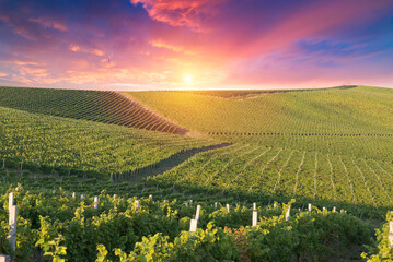 Extra wide panoramic shot of a summer vineyard shot at sunset