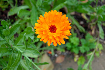 Orange flower in the garden