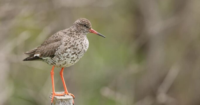 Common redshank vocalizing in Iceland