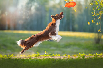 Border Collie catches a frisbee disc. High quality photo