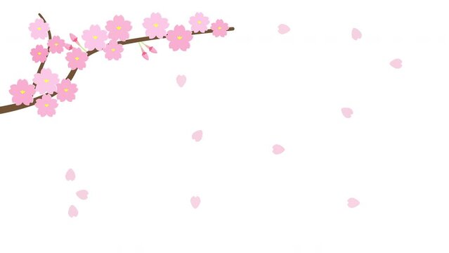舞い散る桜の枝のアニメーション 白背景