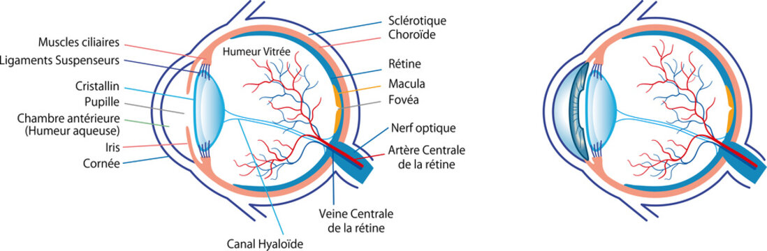 anatomie de l'oeil humain avec avec explication détaillée illustration vecteur