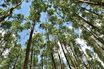 Arvores vistas por baixo , floresta