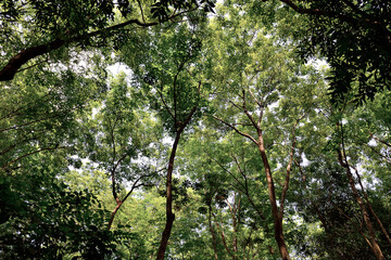 Arvores vistas por baixo , floresta