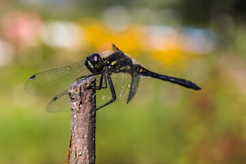 The dragonfly is holding on to a dry twig