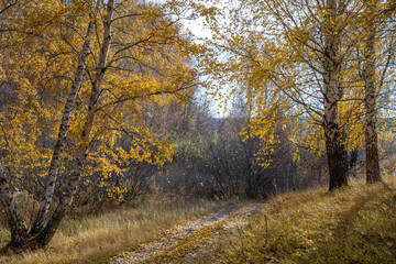 Road in the autumn forest strewn with fallen leaves.Backlight sunlight.