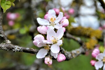 Fototapeta na wymiar cherry blossom