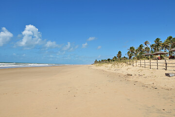 Fototapeta na wymiar Praia com coqueiros e céu azul.