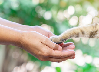 Woman shake hands with a cat . give me five with cat paw .