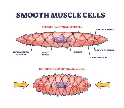 Smooth muscle cells anatomical structure description outline diagram. Labeled educational comparison with relaxed or contracted states and shape differences vector illustration. Biological explanation