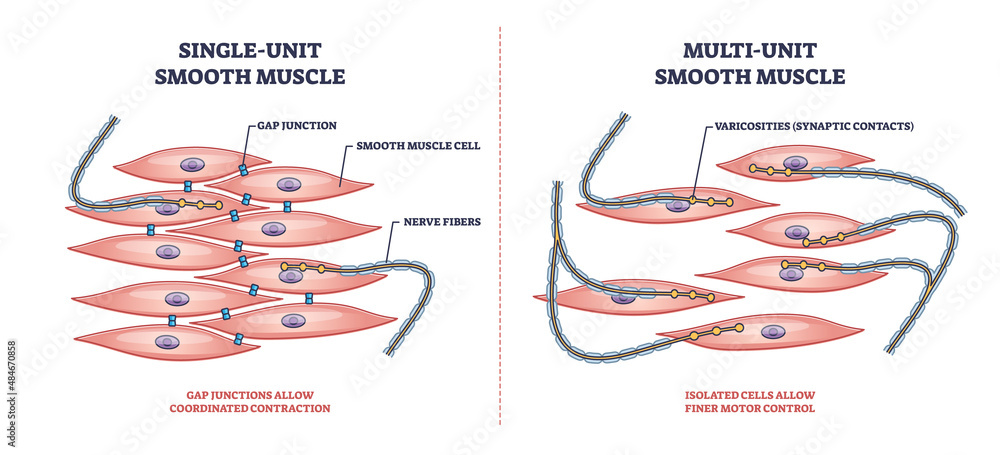 Poster single unit vs multi unit smooth muscle structure differences outline diagram. labeled educational s