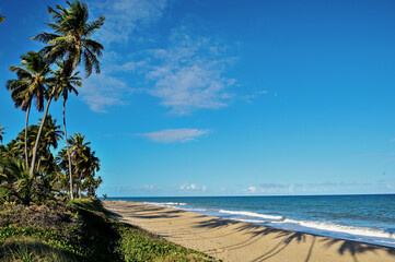Praia com coqueiros e céu azul