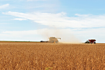 Fototapeta premium Campo de soja sendo colhido.