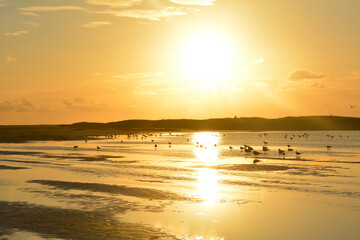 Fototapeta na wymiar Low tide by sunset over the sea with seagulls