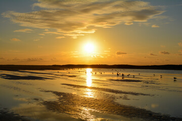 Low tide by sunset over  the sea with lots of gulls