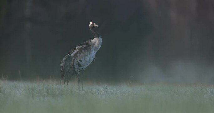 Common crane in slow motion