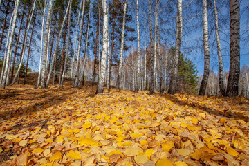 Birch grove in late autumn. The ground is strewn with yellow fallen leaves.
