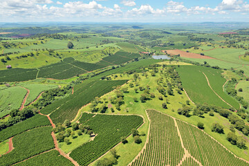Campo de café vista aérea. Cafezal.