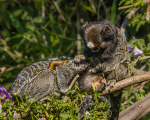 A small and caring monkey taking care of the fur of another