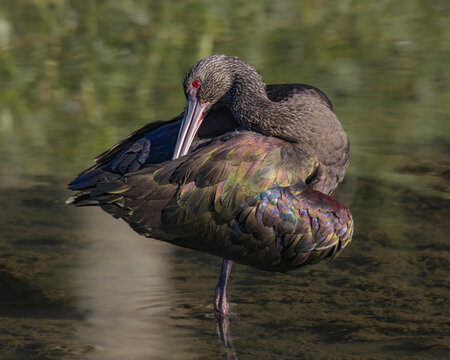 A large and colorful bird preening its feathers in shallow water