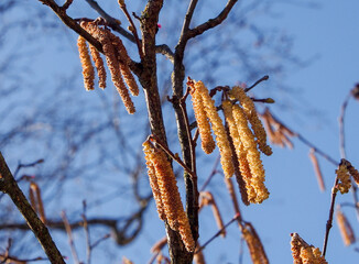 Naklejka premium AUT, Birke, Pollen, Allergie, Allergiker