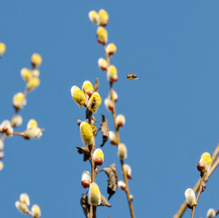 Fototapeta premium AUT, Birke, Pollen, Allergie, Allergiker