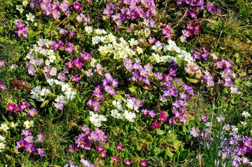 Fototapeta premium AUT, Frühling, Blumen, Frühlingsboten
