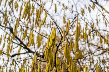 The buds on the branches of hazelnut.
