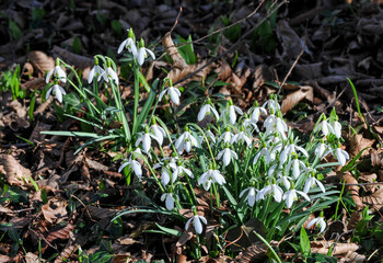 AUT, Frühling, Blumen, Frühlingsboten