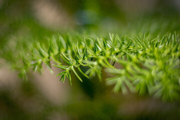Green branches of indoor decorative flowers close-up. Macro. Very soft focus