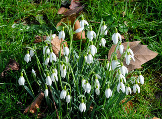 AUT, Frühling, Blumen, Frühlingsboten