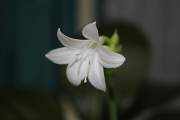 Fototapeta premium Flower in the foreground