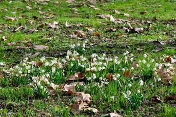 AUT, Frühling, Blumen, Frühlingsboten