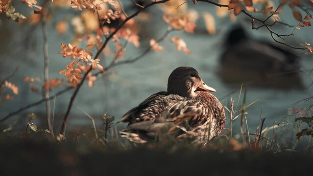 A close-up of a female mallard duck sits on the bank of the pond under the tree.  the branches are covered with bright autumn leaves. Slow-motion, pan follow left