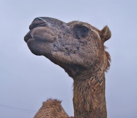 Camel Head