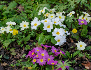 AUT, Frühling, Blumen, Frühlingsboten