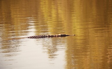 Crocodile Swimming