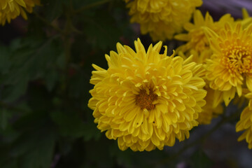 yellow flower