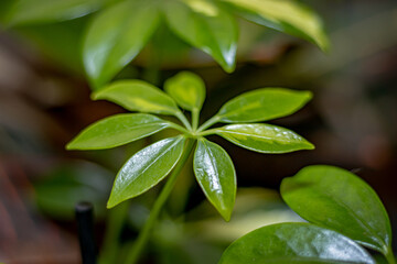 Beautiful green leaf decorative flower close-up. Macro. Very soft focus