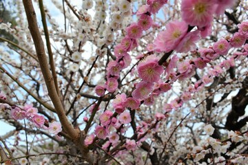 結城神社の梅の花
